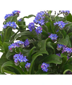 Vergissmeinnicht -Gartenbedarf Angebote 8244501 PR DE 001 MyosotisSylvaticaVergissmeinnichtT11DehnerHerzig