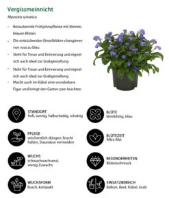 Vergissmeinnicht -Gartenbedarf Angebote 8244501 WE IG 001 Vergissmeinnicht