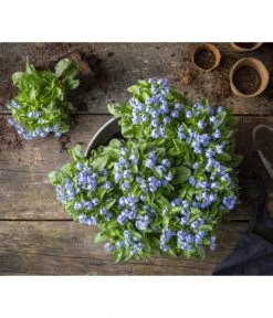 Vergissmeinnicht -Gartenbedarf Angebote 8244501 WE MO 001 MyosotisSylvaticaVergissmeinnichtT11blauGC2021