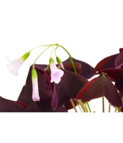 Dreieckiger Glücksklee - Oxalis Triangularis 7 Dreieckiger Glücksklee - Oxalis Triangularis -Gartenbedarf Angebote 8249385 PR DE 001 OxalisTringularisDehnerExpressHerzig
