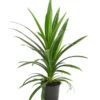 Schraubenbaum - Pandanus Veitchii 2 Schraubenbaum - Pandanus Veitchii -Gartenbedarf Angebote 8252249 WE FS 001 SchraubenbaumPandanusLatifoliusT12DehnerExpresHerzig