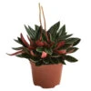 Peperomie - Peperomia Caperata 'Rosso' -Gartenbedarf Angebote 8256091 PR FS 001 PeperomiaRossoT12DehnerExpressHerzig