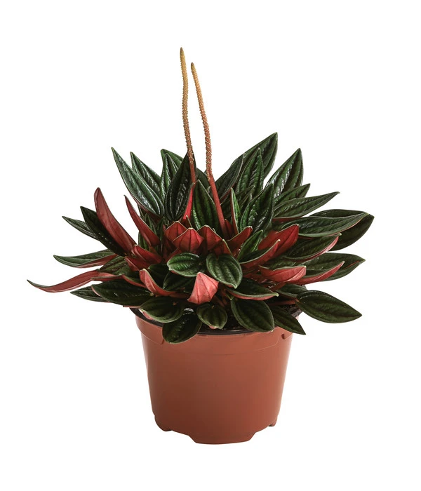 Peperomie - Peperomia Caperata 'Rosso' 3 Peperomie - Peperomia Caperata 'Rosso'