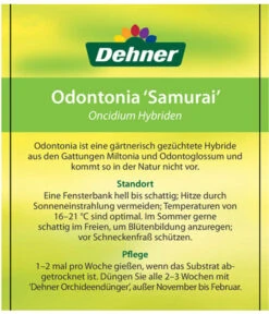 Odontonia-Orchidee - Odontonia Hybriden 'Samurai' -Gartenbedarf Angebote 8256158 OdontoniaSamuraiEtikett2