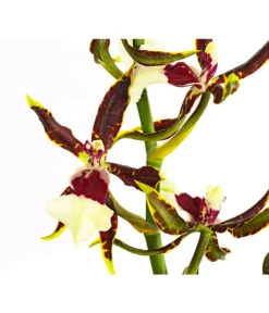 Odontonia-Orchidee - Odontonia Hybriden 'Samurai' -Gartenbedarf Angebote 8256158 PR DE 001 OdontoniaSamurai1TrieberDehnerExpressHerzig