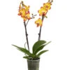 Schmetterlingsorchidee - Phalaenopsis Cultivars, Sonderfarben -Gartenbedarf Angebote 8256943 WE FS 001 SchmetterlingsorchideePhalaenopsisBeeStingT12PremiumDehnerExpressHerzig