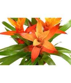 Bromelie - Bromeliaceae, Dreitriebig -Gartenbedarf Angebote 8276214 PR DE 001 BromeliaTuffMixT14DehnerExpressHerzig