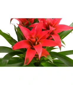 Bromelie - Bromeliaceae, Dreitriebig -Gartenbedarf Angebote 8276214 PR DE 003 BromeliaTuffMixT14DehnerExpressHerzig