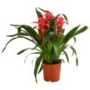 Bromelie - Bromeliaceae, Dreitriebig -Gartenbedarf Angebote 8276214 PR FS 001 BromeliaTuffT14DehnerExpressHerzig