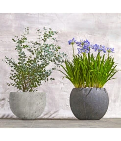 Dehner Polystone-Topf Kapstadt, Rund, Grau -Gartenbedarf Angebote 8278251 WE MO 002 8586141 8587438 AgapanthusTwisterEucalyptusGunniBuschT24LapisLazuliUveSauerBL0218 1