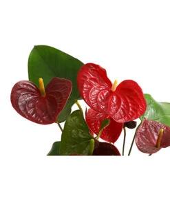 Große Flamingoblume - Anthurium Andreanum 'Otazu' -Gartenbedarf Angebote 8297137 WE DE 001 FlamingoblumeAnthuriumOtazuT14DehnerExpressHerzig