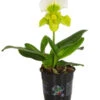 Frauenschuh - Paphiopedilum Complex Hybride 1 Frauenschuh - Paphiopedilum Complex Hybride -Gartenbedarf Angebote 8297772 PR FS 001 FrauenschuhPaphiopedilumT12DehnerExpressHerzig