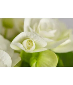 Elatior-Begonie - Begonia Elatior 8 Elatior-Begonie - Begonia Elatior -Gartenbedarf Angebote 8299638 PR DE 001 BegoniaRexT12DehnerExpressZS