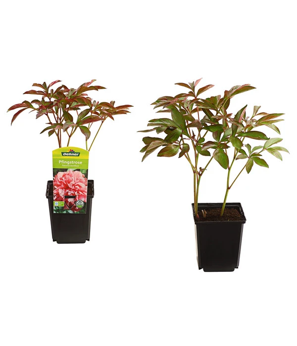 Pfingstrose 4 Pfingstrose – Bild 2