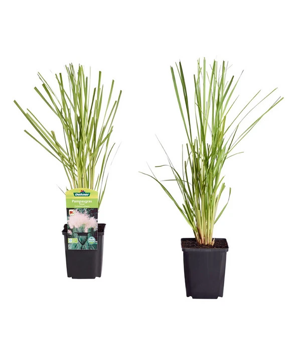 Pampasgras, Rosa 3 Pampasgras, Rosa