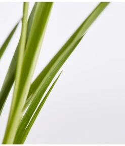 Pampasgras, Rosa 7 Pampasgras, Rosa -Gartenbedarf Angebote 8367328 WE DE 001 PampasgrasCortaderiaSelloanaCortaderiaEvitaRosaT9DehnerExpressZS