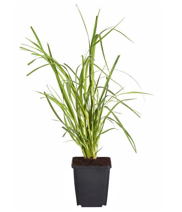 Pampasgras, Rosa 4 Pampasgras, Rosa – Bild 2