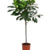 Afrikanische Feige - Ficus Cyathistipula -Gartenbedarf Angebote 8401077 WE FS 001 FicusCyathistipulaT23