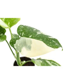 Fensterblatt - Monstera Deliciosa 'Thai Constellation', Panaschiert -Gartenbedarf Angebote 8402034 WE DE 001 MonsteraThaiConstellationT6