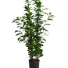 Lorbeer-Feige - Ficus Microcarpa 'Moclame', Hydrokultur 2 Lorbeer-Feige - Ficus Microcarpa 'Moclame', Hydrokultur -Gartenbedarf Angebote 8416927 WE FS 001 FicusMicrocarpaMoclameHydroT18 19BirkenfeigeDehnerExpressHerzig