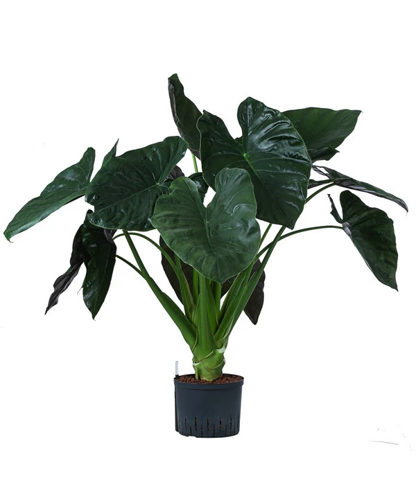 Pfeilblatt - Alocasia 'Wentii', Hydrokultur 3 Pfeilblatt - Alocasia 'Wentii', Hydrokultur