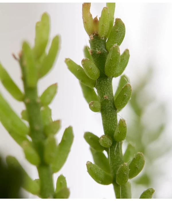 Korallenkaktus - Rhipsalis Mesembryanthoides 4 Korallenkaktus - Rhipsalis Mesembryanthoides – Bild 2