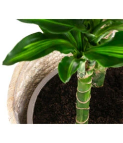 Drachenbaum - Dracaena Fragrans 'Cintho', In Seegras-Korb Phil 9 Drachenbaum - Dracaena Fragrans 'Cintho', In Seegras-Korb Phil -Gartenbedarf Angebote 8478703 WE DE 002 DracaenaCinthoT21imKorbPhil gruen natur