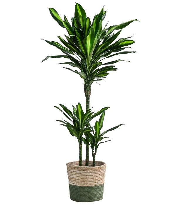 Drachenbaum - Dracaena Fragrans 'Cintho', In Seegras-Korb Phil 3 Drachenbaum - Dracaena Fragrans 'Cintho', In Seegras-Korb Phil