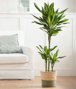 Drachenbaum - Dracaena Fragrans 'Cintho', In Seegras-Korb Phil 7 Drachenbaum - Dracaena Fragrans 'Cintho', In Seegras-Korb Phil -Gartenbedarf Angebote 8478703 WE MO 003 DracaenaCinthoT21