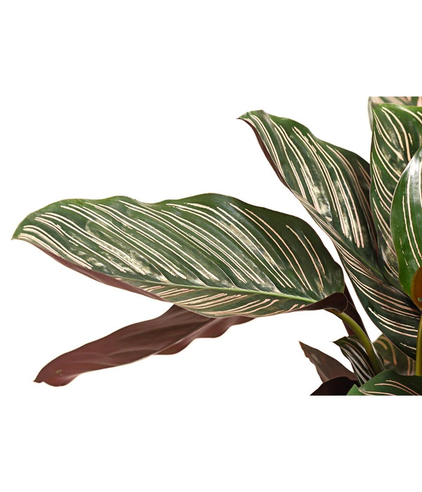 Korbmarante - Calathea Ornata 4 Korbmarante - Calathea Ornata – Bild 2