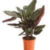 Korbmarante - Calathea Ornata 1 Korbmarante - Calathea Ornata -Gartenbedarf Angebote 8506412 WE FS 001 KorbmarantheCalatheaOrnataT14DehnerExpressHerzig