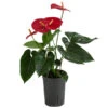 Flamingoblume - Anthurium Andreanum, Hydrokultur -Gartenbedarf Angebote 8536237 WE FS 001 AnthuriumAndreanumRotAnthurieHydroT15