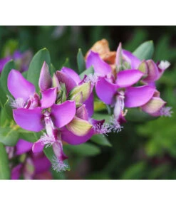 Kreuzblume, Stämmchen -Gartenbedarf Angebote 8590994 PR DE 001 PolygalaMyrtifoliaKreuzblumePixabay