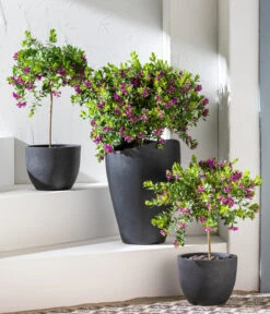 Kreuzblume, Stämmchen -Gartenbedarf Angebote 8590994 WE MO 001 KreuzblumePolygalsStamm