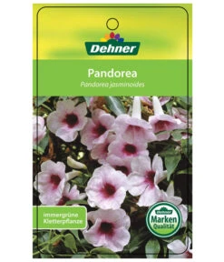 Laubenwein 12 Laubenwein -Gartenbedarf Angebote 8600397 PandoreaEtikett1