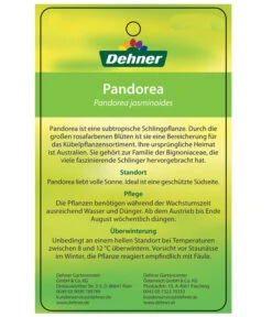 Laubenwein 13 Laubenwein -Gartenbedarf Angebote 8600397 PandoreaEtikett2