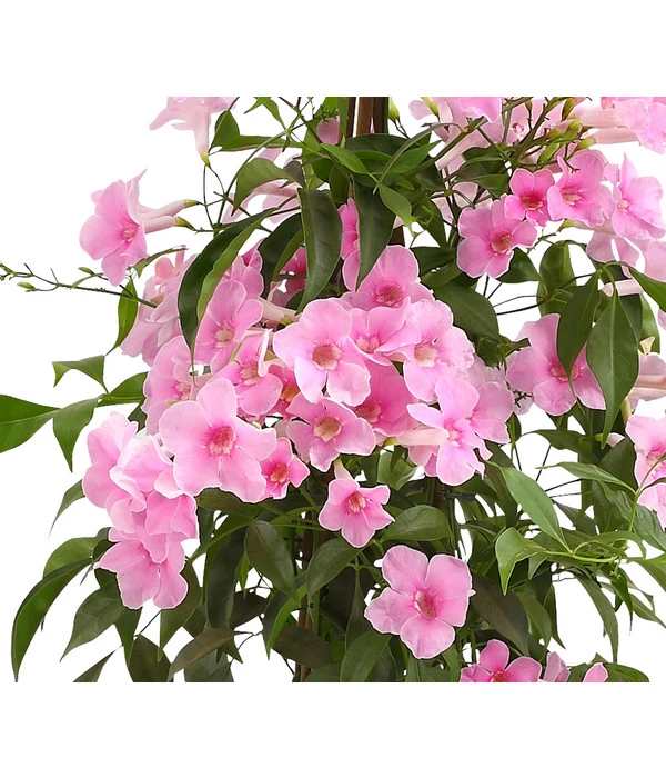 Laubenwein 4 Laubenwein – Bild 2