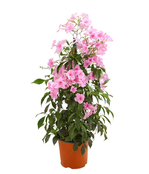 Laubenwein 3 Laubenwein