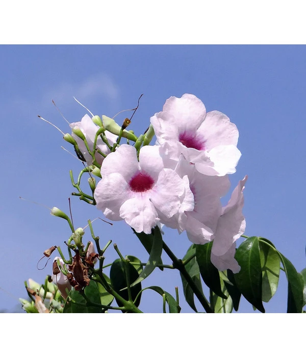 Laubenwein 6 Laubenwein – Bild 4