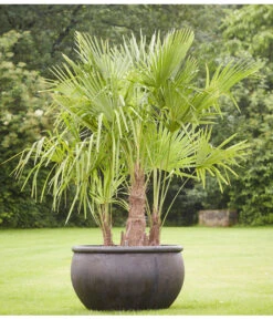 Neue Produkte -Gartenbedarf Angebote 8607855 PR MO 001 Polystone SchaleEmpireBlumentopfBlumenvasePflanztopfHanfpalmeTrachycarpusFortuneiGruppe