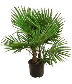 Neue Produkte 4 Hanfpalme, Multistamm