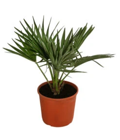 Neue Produkte 1 Zwergpalme 'Vulcano'