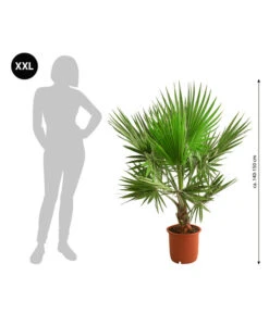 Gartenbedarf Angebote -Gartenbedarf Angebote 8608036 WE BG 001 XXL Faecherpalme140150cm