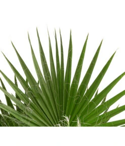 XXL Fächerpalme -Gartenbedarf Angebote 8608036 WE DE 004 WashingtoniaRobustaT30MexikanischeFaecherpalme