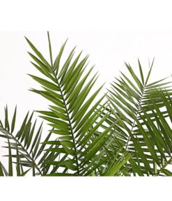 XXL Kanarische Dattelpalme, Ca. 140-160 Cm -Gartenbedarf Angebote 8608721 PR DE 001 PhoenixCanariensisT28DehnerExpressHerzig