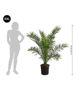 XXL Kanarische Dattelpalme, Ca. 140-160 Cm -Gartenbedarf Angebote 8608721 WE BG 001 XXLKanarischeDattelpalme140160cm