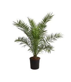 Neue Produkte 21 XXL Kanarische Dattelpalme, Ca. 140-160 Cm