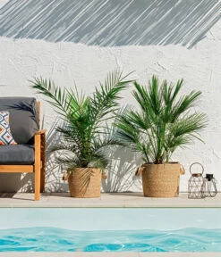 Neue Produkte -Gartenbedarf Angebote 8608721 WE MO 002 ZwergpalmeChamaeropsHumilisKanarischeDattelpalmePhoenixCanariensisUweSauer