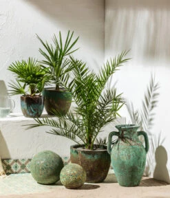 Neue Produkte -Gartenbedarf Angebote 8608838 8607905 WE MO 001 Palmen