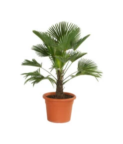 Neue Produkte 9 Wagners Hanfpalme